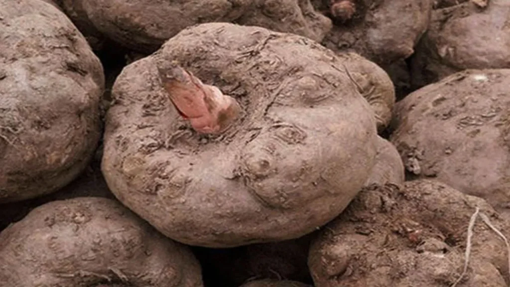 Jimikand Recipe