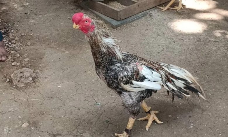 मुर्गे-मुर्गियों की सौंदर्य प्रतियोगिता
