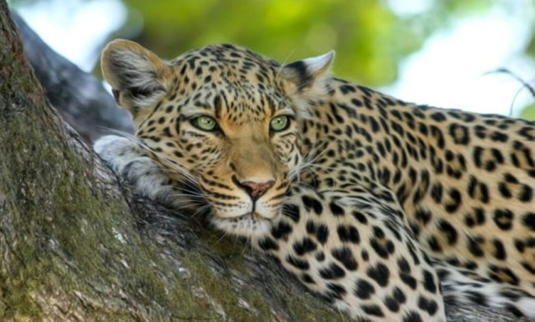 leopard