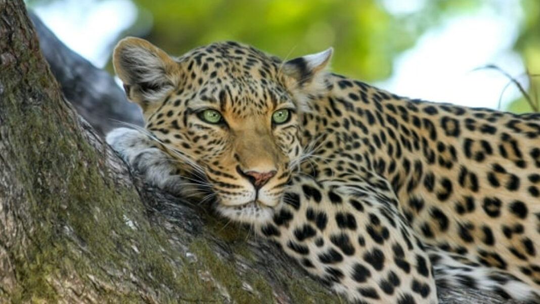 leopard