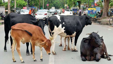 हरियाणा में गलती से भी न छोड़े पालतू पशु सड़क पर, अब सीधे होगी FIR!