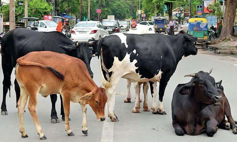 हरियाणा में गलती से भी न छोड़े पालतू पशु सड़क पर, अब सीधे होगी FIR!