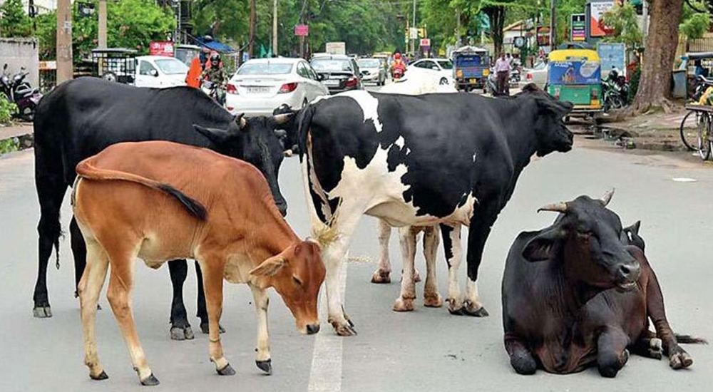 हरियाणा में गलती से भी न छोड़े पालतू पशु सड़क पर, अब सीधे होगी FIR!