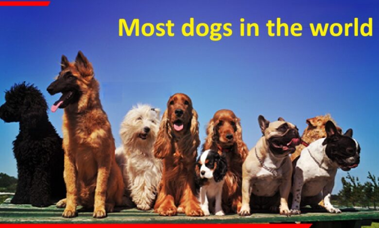Most dogs in the world