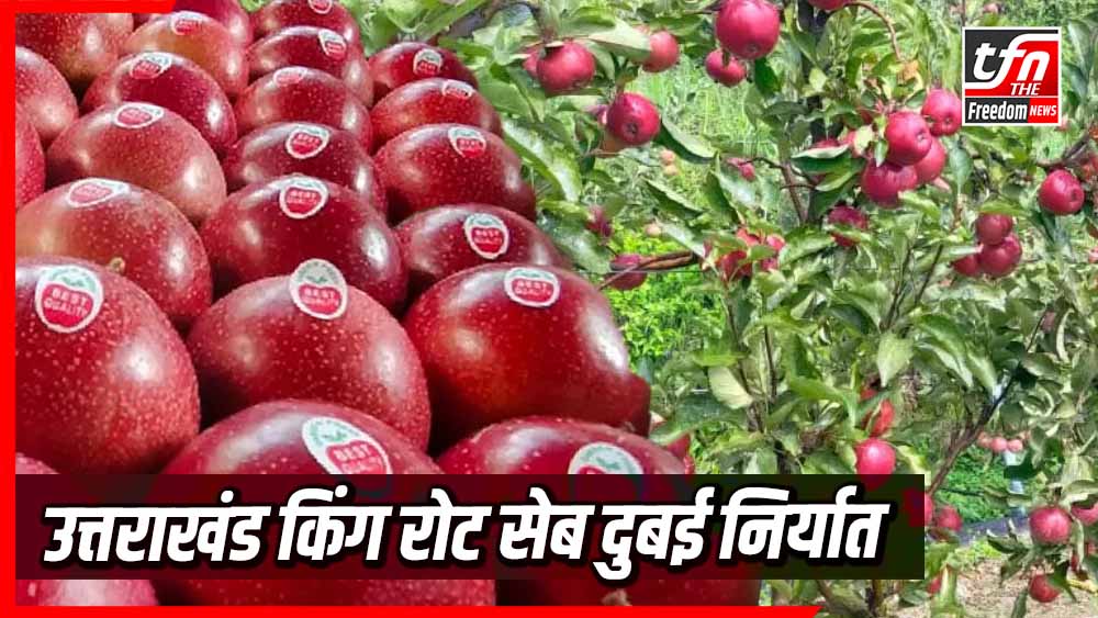 दुबई तक पहुंचा उत्तराखंड का किंग रोट सेब! जानिए क्यों इसे कहा जा रहा है ‘सेबों का राजा’