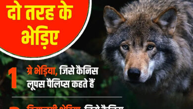 बहराइच में भेड़िया हमला: 7 दिन में 6 वार, 2 की मौत
