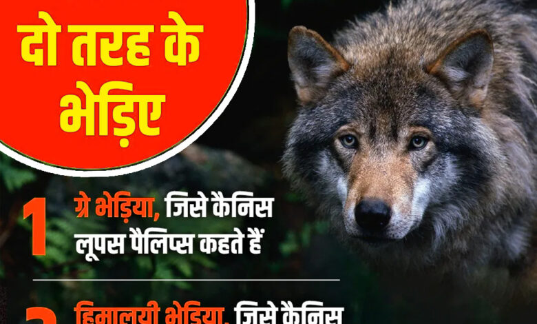 बहराइच में भेड़िया हमला: 7 दिन में 6 वार, 2 की मौत