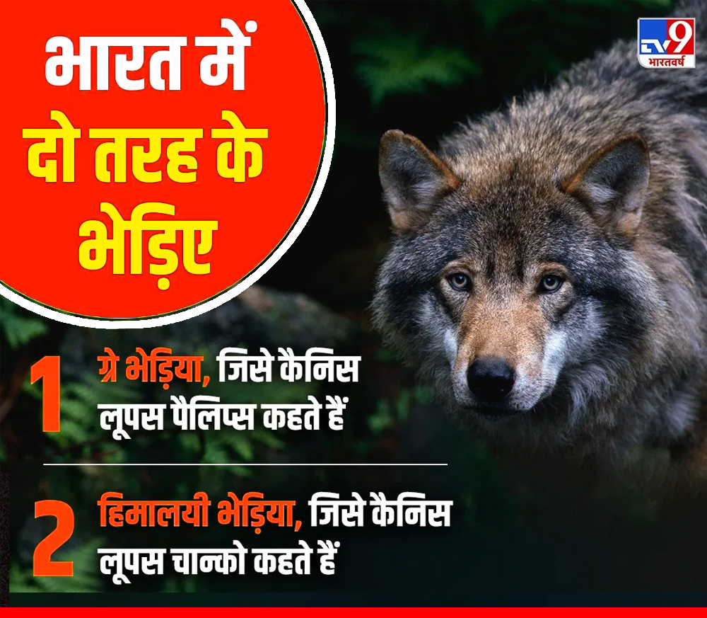 बहराइच में लौटा आदमखोर भेड़िया: 7 दिन में 6 हमले, 2 की मौत, गांव में पसरा सन्नाटा!