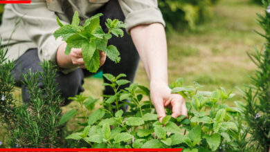 herbs-planting-7-kitchen-plants-grow-at-home