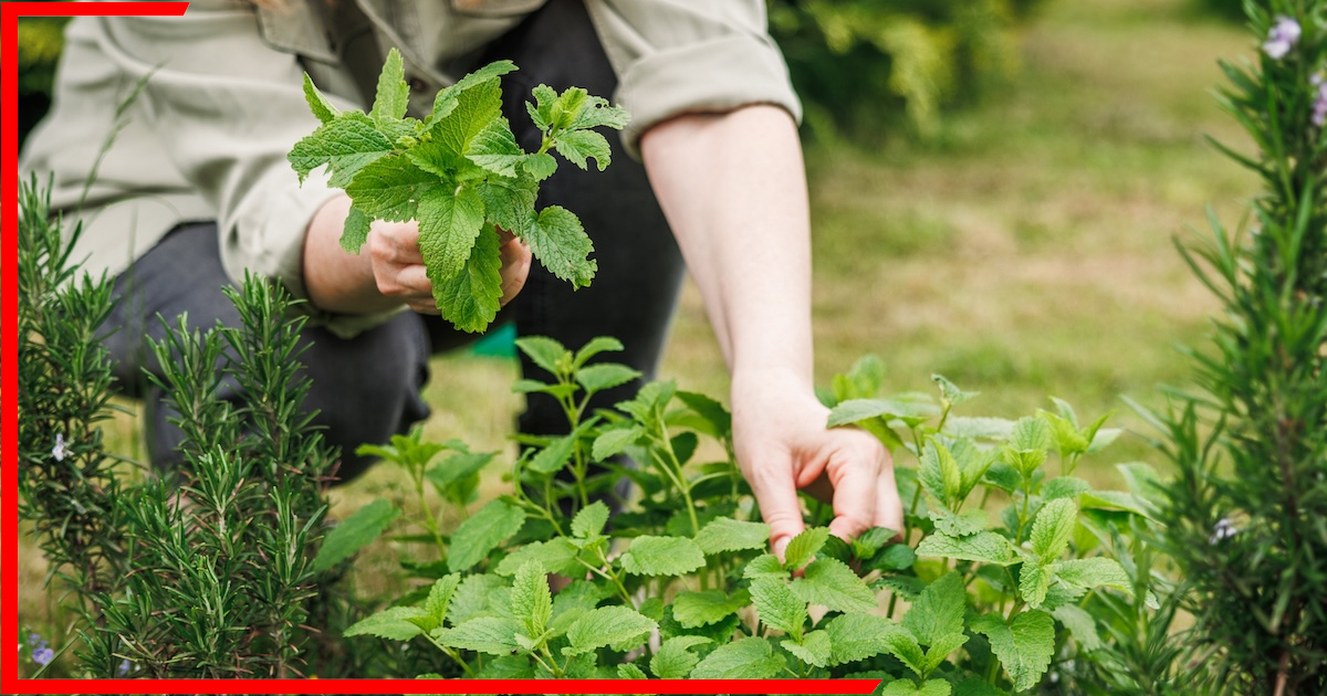 Herbs Planting: घर में जरूर उगाएं ये 7 पौधे, 4–5 पत्तियां डालते ही खाने का स्वाद हो जाएगा दोगुना