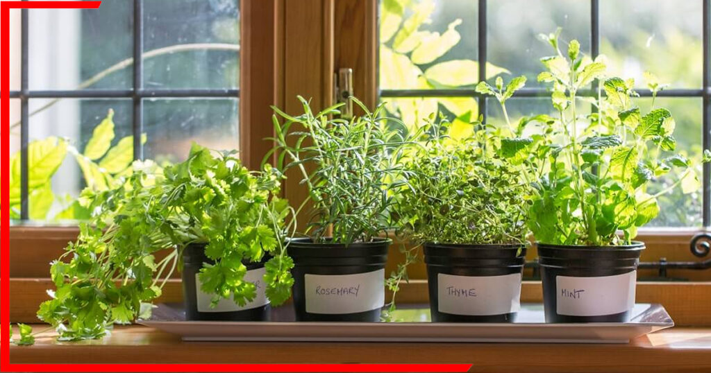 herbs-planting-7-kitchen-plants-grow-at-home