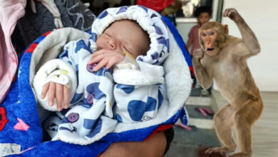 monkey throws baby in well