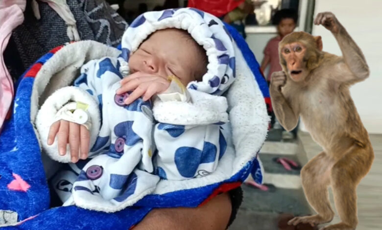 monkey throws baby in well