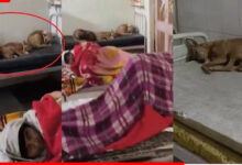 चूहों के बाद अब कुत्तों का आतंक!