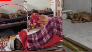 चूहों के बाद अब कुत्तों का आतंक!