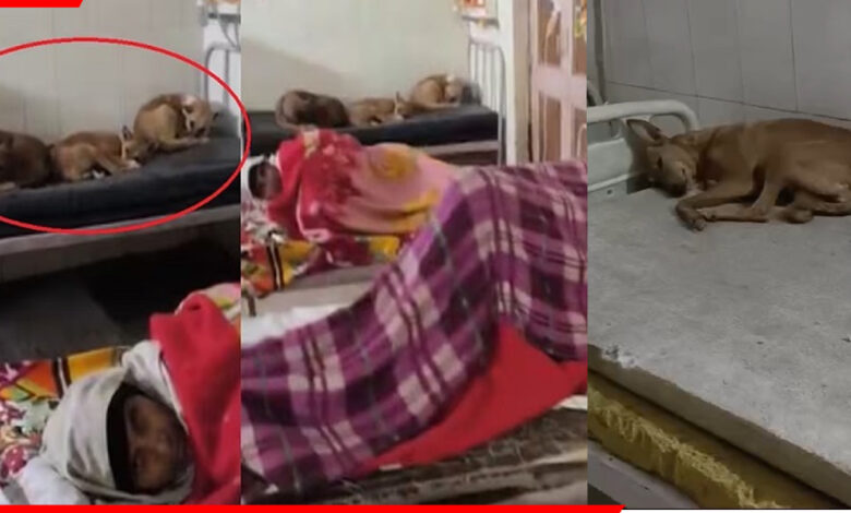 चूहों के बाद अब कुत्तों का आतंक!