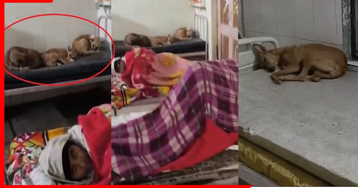 चूहों के बाद अब कुत्तों का आतंक! मरीजों के बीच बेड पर सोते दिखे आवारा कुत्ते, गोंडा जिला अस्पताल की बदहाली उजागर