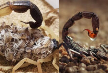 क्या बिच्छू के बच्चे जन्म के बाद मां को खा जाते हैं