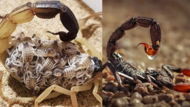 क्या बिच्छू के बच्चे जन्म के बाद मां को खा जाते हैं