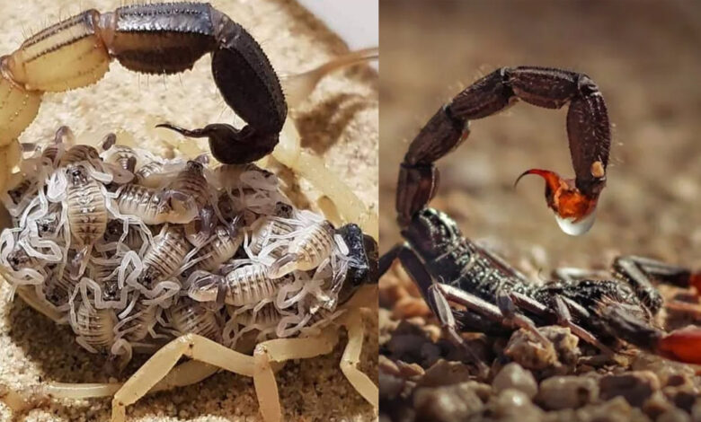 क्या बिच्छू के बच्चे जन्म के बाद मां को खा जाते हैं